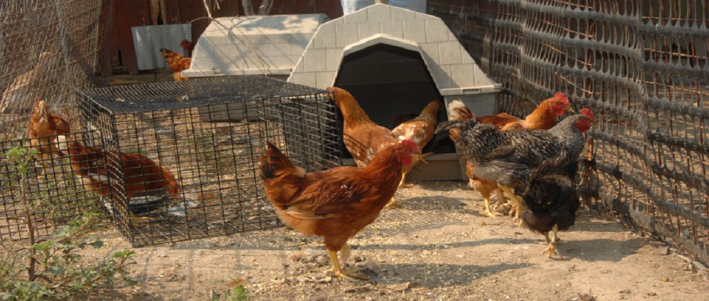 Backyard Poultry Farmer